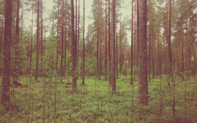 Análisis y evaluación de la Estrategia en Cuidados Paliativos del Sistema Nacional de Salud (MSSSI)